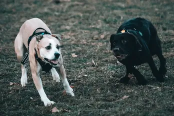 Cani che giocano a poker: la storia dei quadri di Coolidge